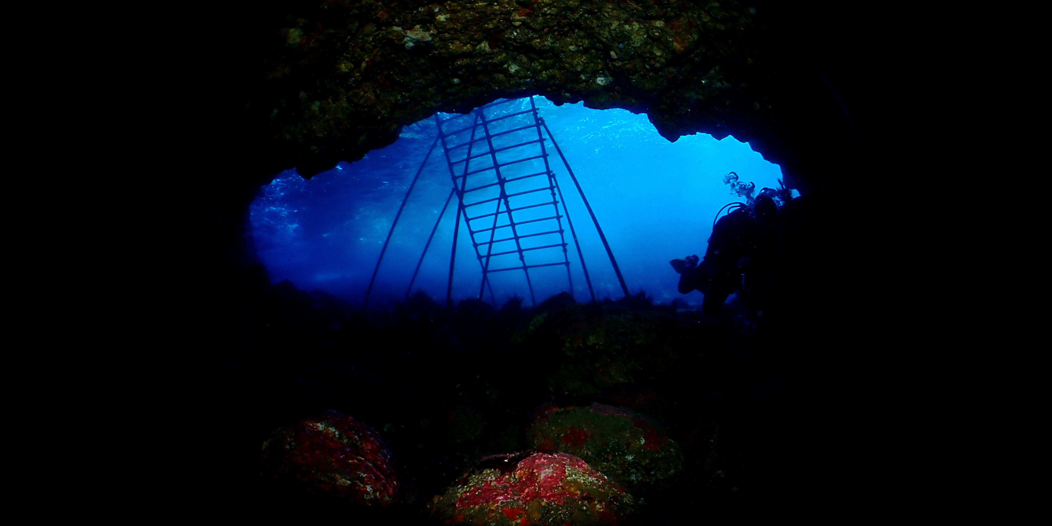 Izu-Oshima Ocean Life