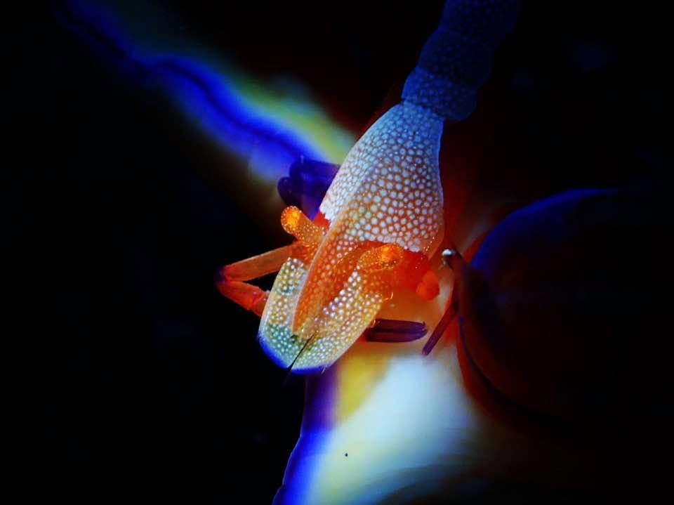 伊豆大島AbeMagic2019