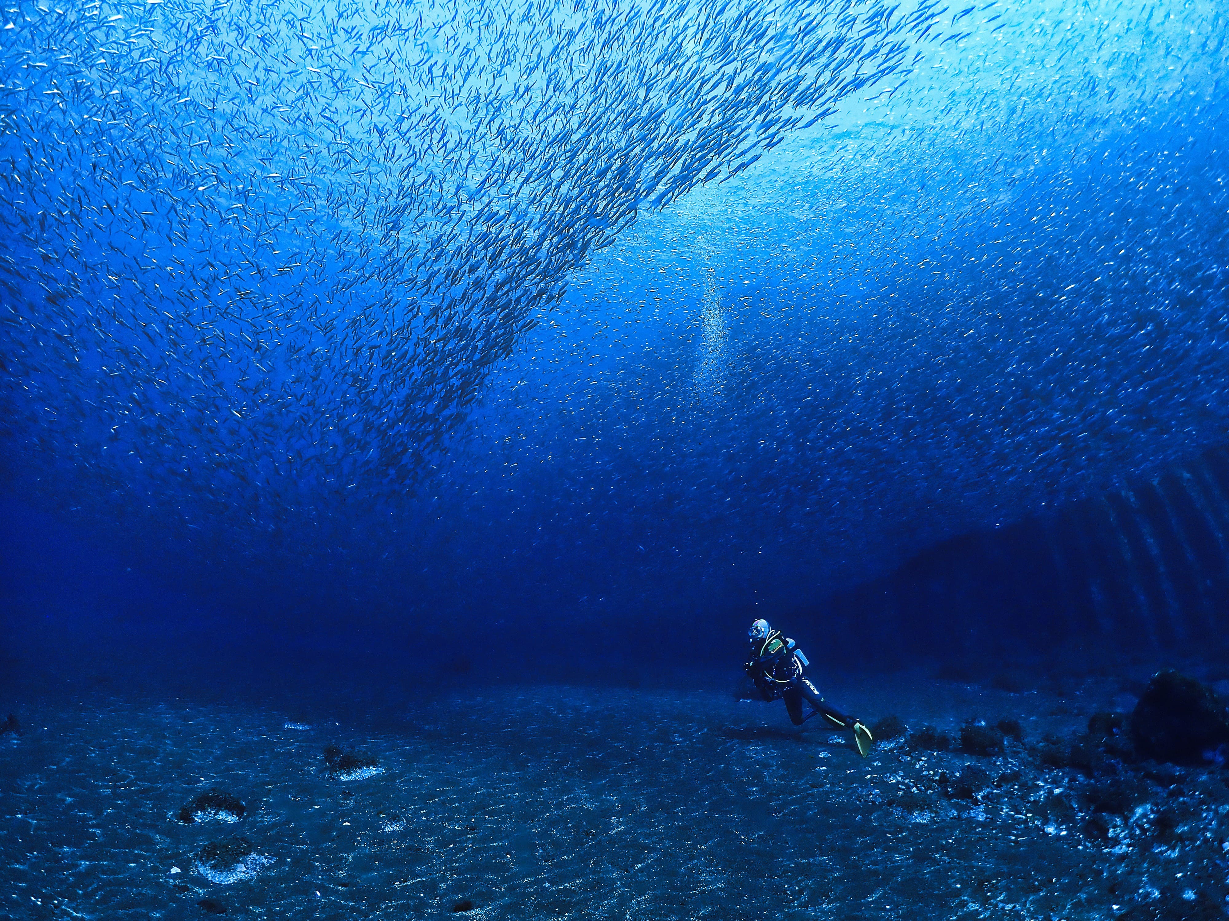 銀賞 「魚のカーテン」